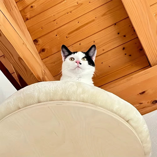 Wall Mounted Cat Ladder