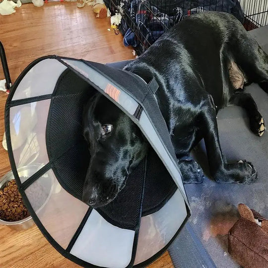 Soft Dog Recovery Cone Soft Anti-Lick Adjustable Pet Collar